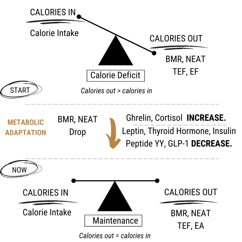 metabolic adaptation